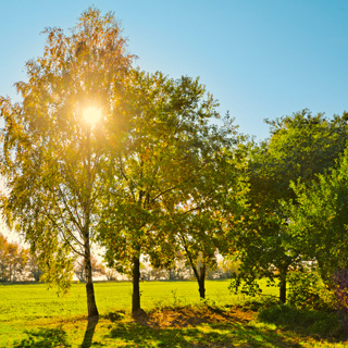 Gedenkbaum-Gruppe von Orthopädiezentrum Magdeburg MVZ GmbH für Ulrike Brendel 