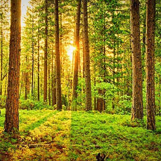 Gedenkwald von Dr. Annelore Günther, Peter und Dorothea Strauß, Christian und Bianca Strauß mit Kindern für Lotti Hertwig 
