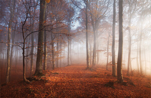 Der Naturfriedhof Der Naturfriedhof